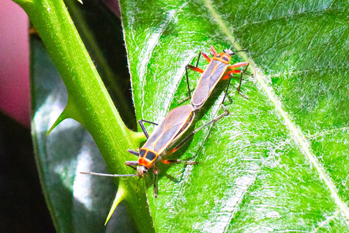 Stenomacra marginella