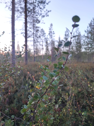 Dwarf Birch