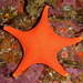 Vermilion Star - Photo (c) J. Stauffer, all rights reserved, uploaded by J. Stauffer