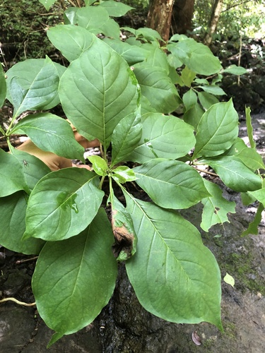 Calycophyllum candidissimum - Whole tree