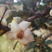 Eriotheca gracilipes - Photo (c) Padu Pompéia, todos los derechos reservados, subido por Padu Pompéia