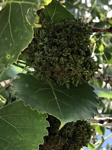 cottonwood catkin gall mite