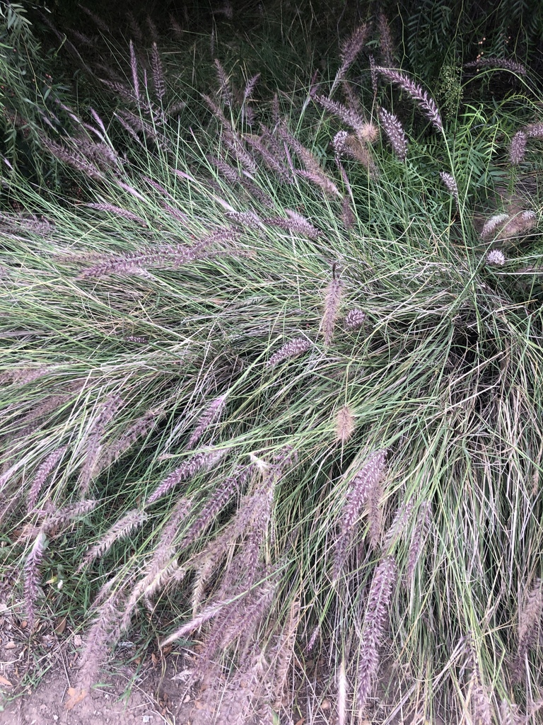Buffelgrass Features buffelgrass from 4701–4737 Casitas Pass Rd, Ventura, CA, US on June 14 ...
