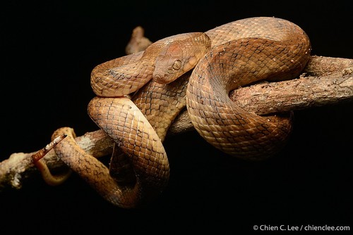 Common Madagascar Cat Snake