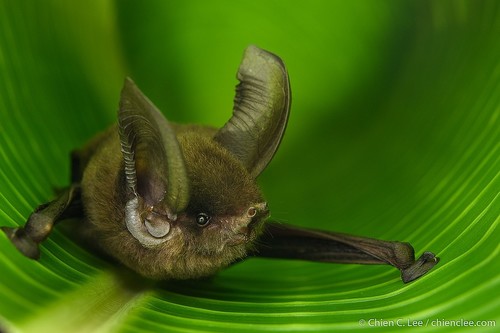 Eastern Sucker-footed Bat