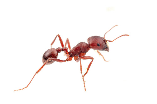 勇猛须蚁Pogonomyrmex apache