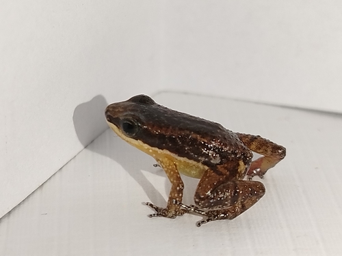 Colostethus kingsburyi