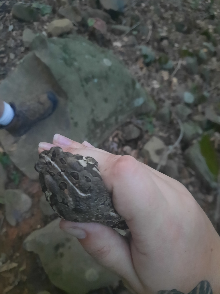 North American Toads from Stokesdale, NC 27357, USA on August 14, 2024 ...
