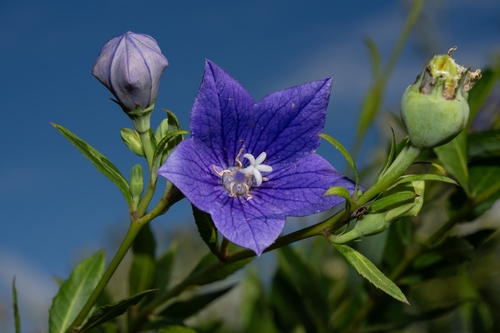 balloon flower