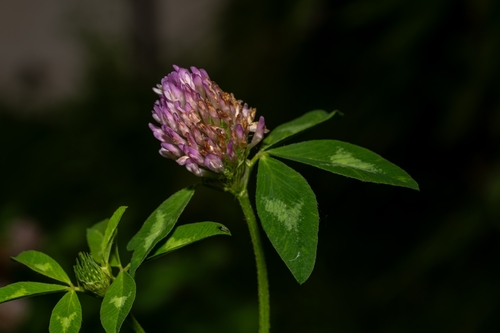 Red Clover