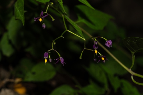 Solanum pittosporifolium