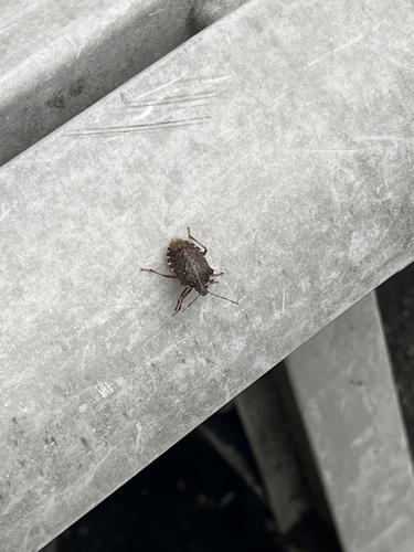 Brown Marmorated Stink Bug