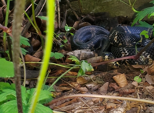 Manchurian Black Ratsnake