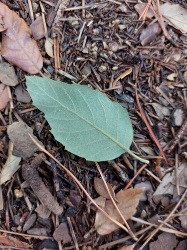 Quercus × morisii
