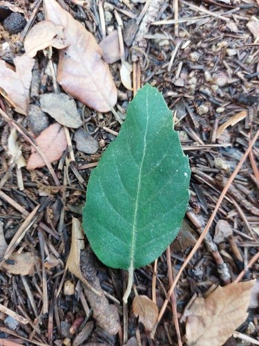 Quercus × morisii