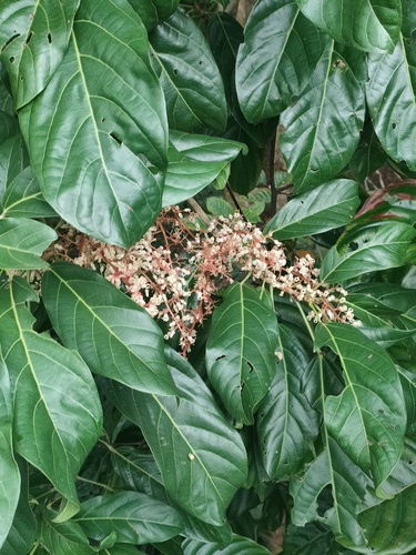 Sterculia parviflora Roxb.