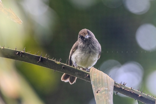 Visayan Pygmy-Babbler
