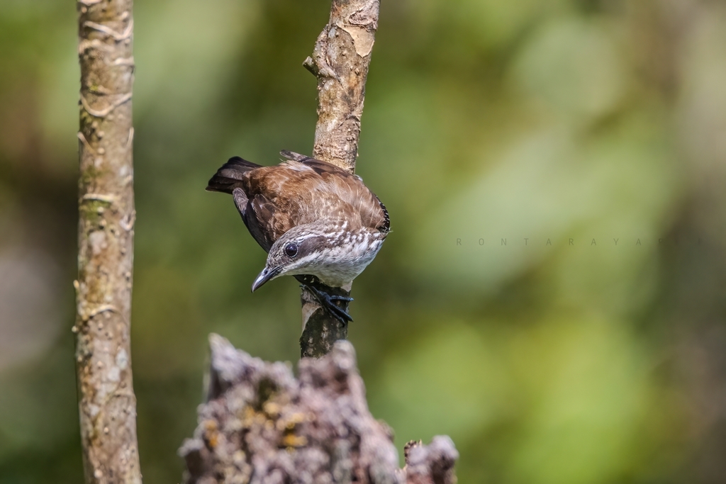 Stripe-breasted Rhabdornis (Rhabdornis inornatus) photo