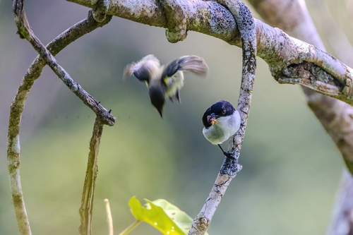 Bicolored Flowerpecker