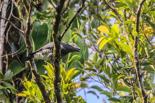Mindanao Cuckooshrike