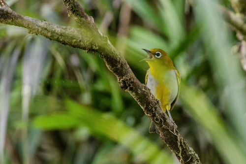 Everett's White-eye
