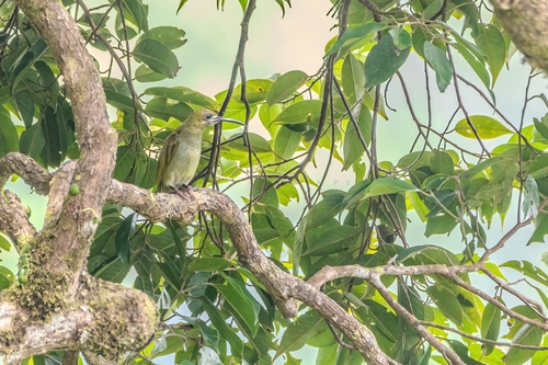 Naked-faced Spiderhunter