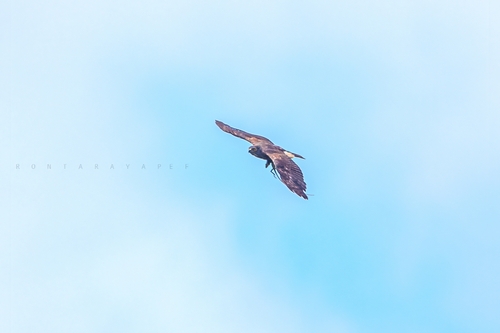 Southeast Philippine Crested Goshawk