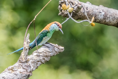 Rufous-crowned Bee-eater