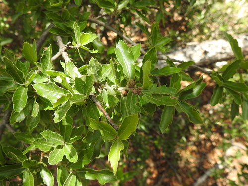 Quercus charcasana