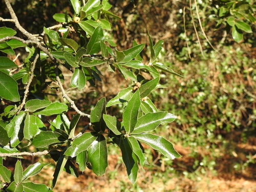 Quercus charcasana