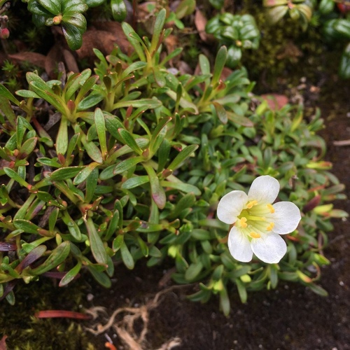 Diapensia