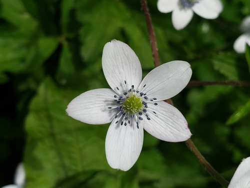 riverside windflower