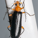 Neopyrochroa femoralis - Photo (c) Eric Williams, all rights reserved, uploaded by Eric Williams