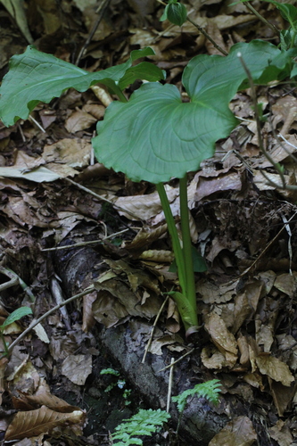 Symplocarpus nabekuraensis