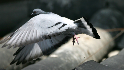 Hill Pigeon