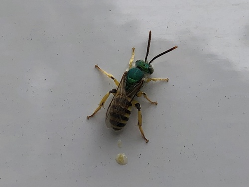 iNaturalist observation photo of Fine striped sweat bee