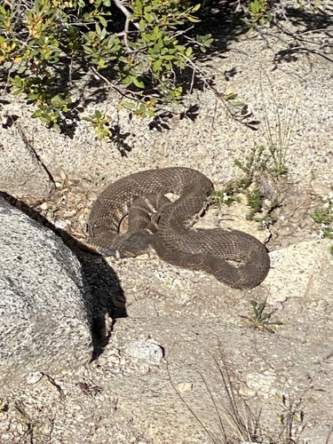 iNaturalist observation photo of Western Rattlesnake