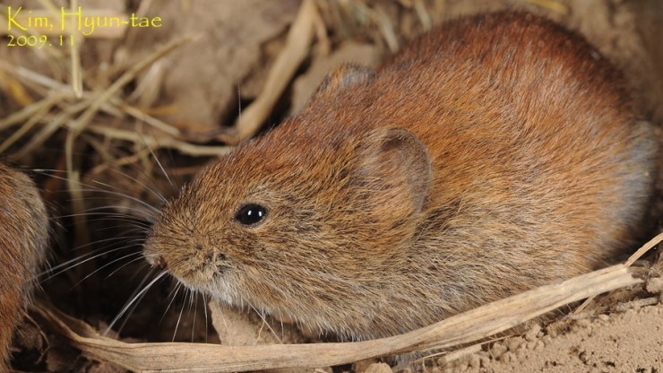 Reed Vole (Alexandromys fortis)