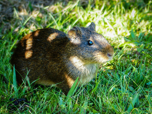 Shiny Guinea Pig (Cavia fulgida) — Least Concern Mammalia