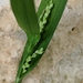 Carex albursina - Photo (c) Jennifer Hayward, todos los derechos reservados, subido por Jennifer Hayward