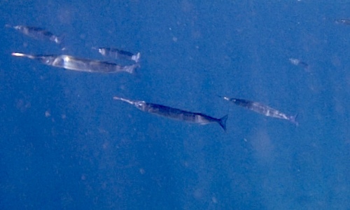 photo of Eastern Sea Garfish (Hyporhamphus australis)