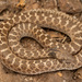 Chihuahuan Nightsnake - Photo (c) Benjamin Genter, all rights reserved