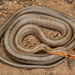 Baird's Ratsnake - Photo (c) Benjamin Genter, all rights reserved