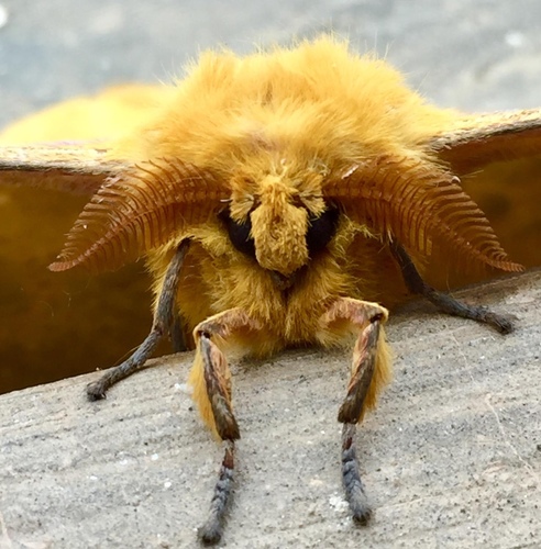 Nudaurelia petiveri
