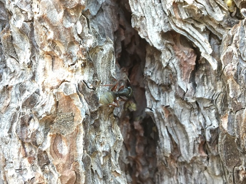 iNaturalist observation photo of Western Black Carpenter Ant