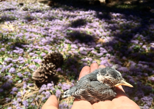 iNaturalist observation photo of White-breasted Nuthatch