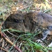 Townsend's Pocket Gopher - Photo (c) dnapear, all rights reserved, uploaded by dnapear