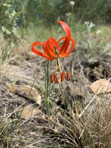 Coral Lily