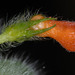 Besleria ventricosa - Photo (c) John L. Clark, all rights reserved, uploaded by John L. Clark