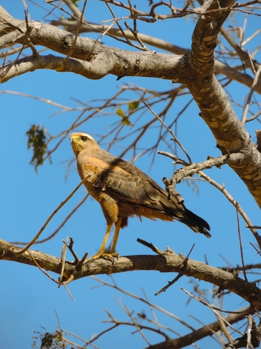 Savanna Hawk